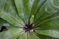 BirdÃ¢â¬â¢s nest fern with drops in the garden. Royalty Free Stock Photo